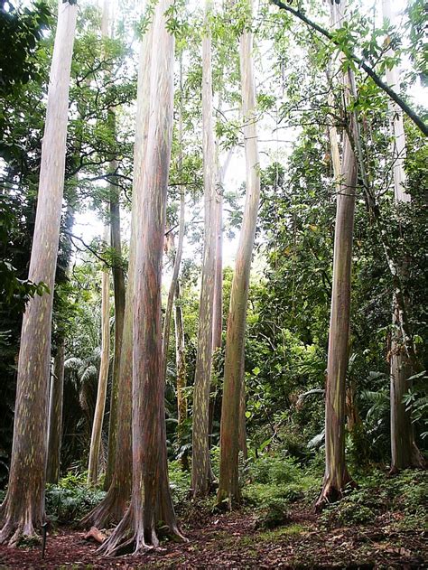 Rainbow Eucalyptus Maui Rainbow Eucalyptus My Pictures Tree
