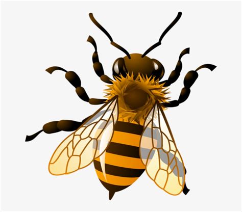 Bee Png Clipart Realistic Bee Clip Art Free Transparent Png