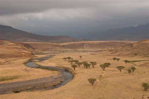 Trees In The Savannah After Rain Stock Photo Image Of Serengeti