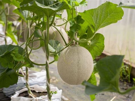 How To Grow Cantaloupe In Containers A Vertical Growing Guide 2022