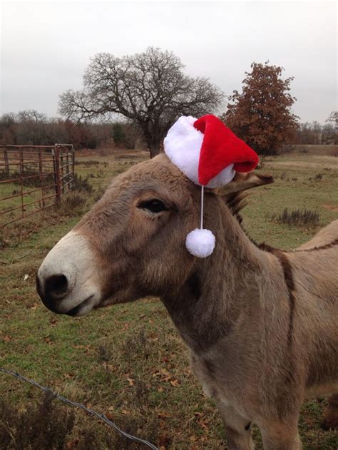Best Christmas Donkey In Montague County Tx Christmas Donkey