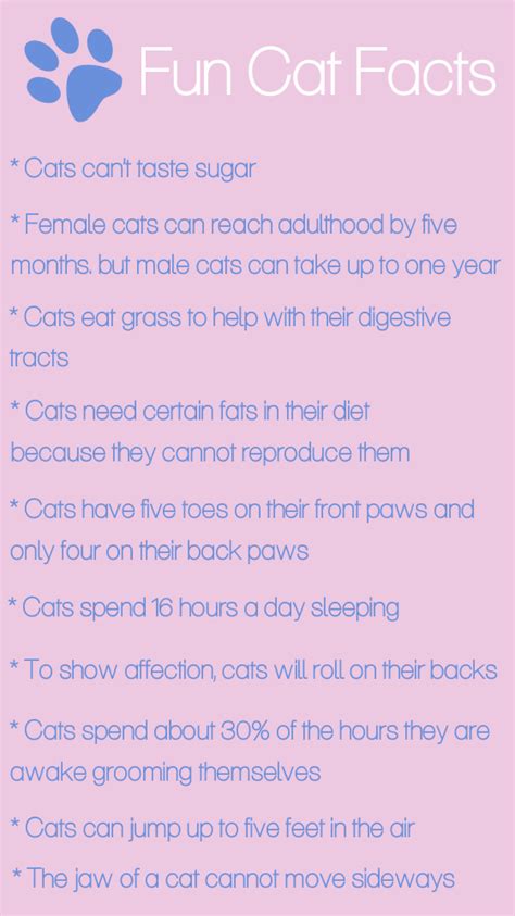 20 Top Photos Fun Facts About Cats Behavior Fun Facts About Kittens