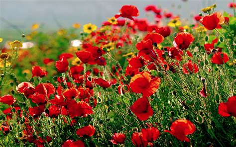 Poppies Wallpaper Nature And Landscape Wallpaper Better