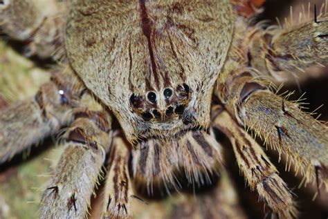 Huntsman Spider Sparassidae Close Up Taman Negara Np Pa Flickr