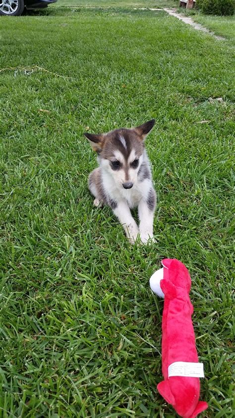 Select the breed to be taken to the list. Siberian Husky Puppies For Sale | Quincy, WA #278137