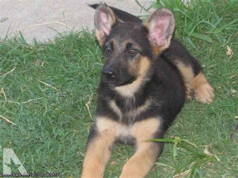 German Shepherd Puppies For Sale Sacramento Petsidi