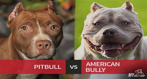 They are descendants of terriers who are known for their fondness for eating. How Much Does An American Bully Cost? | My Bully Shop