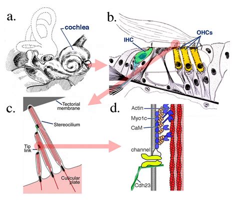 Identifying Components Of The Hair Cell Interactome Involved In