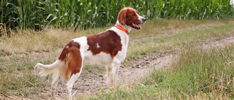 Irish Red And White Setters All About Dogs Orvis