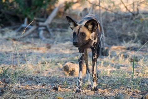 African Wild Dog Sandibe Botswana David Schenfeld Flickr