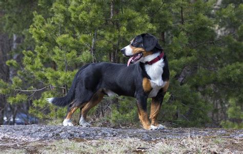 Entlebucher Mountain Dog Breed Guide Info Pictures Care And More