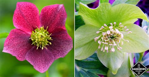 How To Grow Hellebores Flowers Gardening Channel