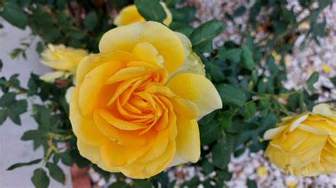 Large Yellow Rose Photograph Free Stock Photo Public Domain Pictures