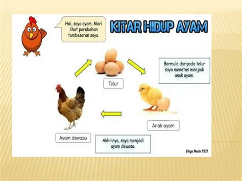 Gambar Kitaran Hidup Ayam Power Point By Jill Davis Song By Jack