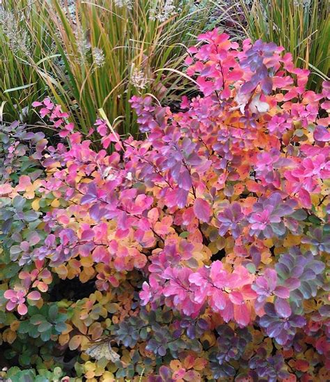 Echinacea purpurea, ($13, bluestone perennials). Tor Birchleaf Spirea | Garden - Landscape Shrubs ...