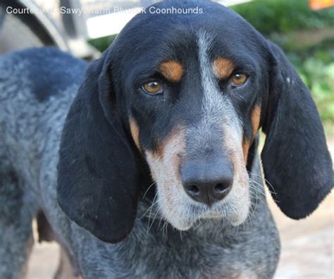 He gets along great with children and other pets. Bluetick Coonhound Pictures