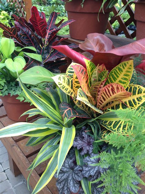 Great Use Of Colorful House Plants In A Planter Indoor Plants