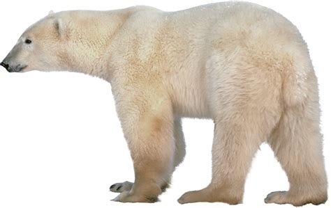 Little Polar Bear Clip Art Image Clipartix