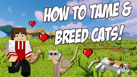 How To Tame Cats In Minecraft Youtube