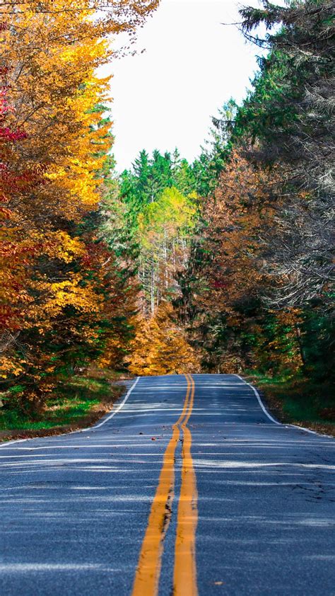 Beautiful Road Between Colorful Autumn Leaves Trees Forest During