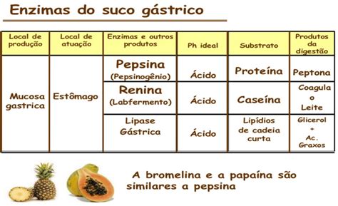 Enzimas Do Suco Gastrico Blog Explicaê Preparação Para O Enem E