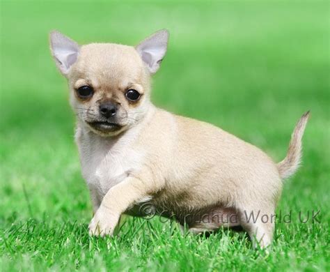 88 Puppy Chihuahuas For Sale L2sanpiero