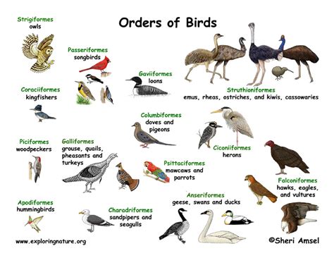 Bird Classification Lecture And Handouts Bird Birds Explore Nature Riset