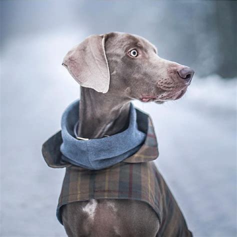 Dog Coat Brooklyn Waxed Tartan Dog Coats Cloud7 Dog Tartan Dog
