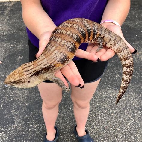 Richard Allen On Instagram “big Gorgeous Female Northern Blue Tongue