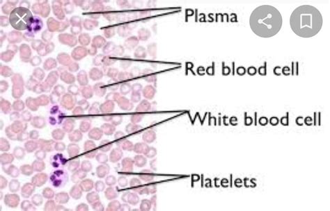 Explain Fluid Connective Tissue Draw The Diagrams Of Blood Cells