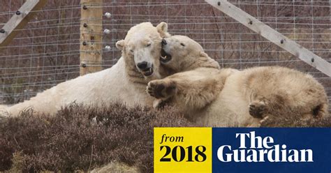 First Polar Bear Cub Born In The Uk For 25 Years At Scottish Park