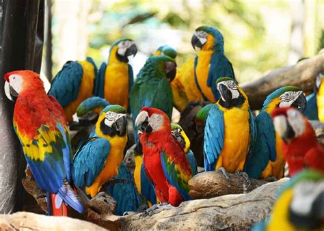 28 Scarlet Macaw Facts Ara Macao Guide To Both Subspecies