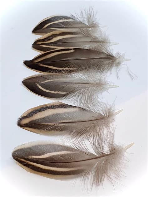 Natural Hen Mallard Duck Feathers Ethnically Sourced Uk Etsy