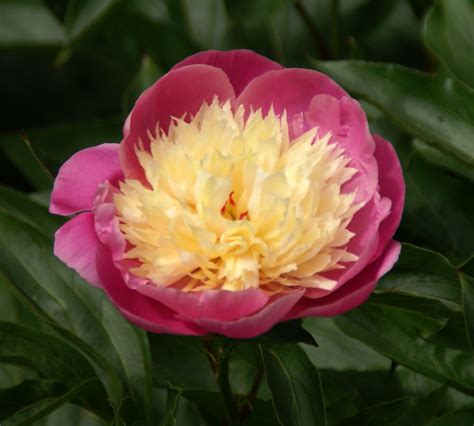 Bowl Of Beauty Peony Paeonia Lactiflora Bowl Paeonia Lactiflora