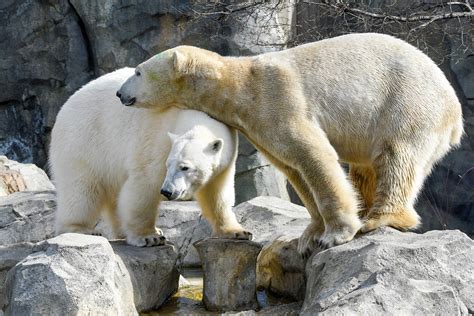 Chicago Zoological Society Hudson Meets Hope Brookfield Zoos Polar