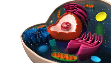 Ribosome collisions can trigger cell 'shutdown' - Futurity