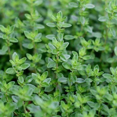 Thymus Vulgaris Thyme Beds And Borders