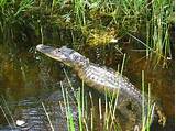 Alligator Park Florida Everglades Photos