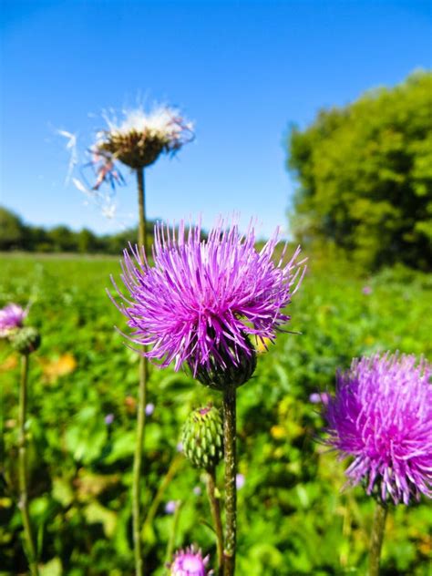 Purple Thistle Flower Growing On A Meadow Stock Photo Image Of