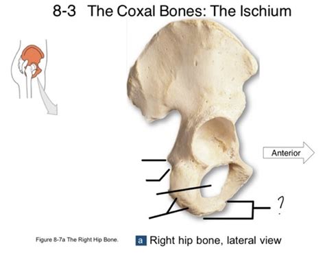 The Coxal Bones The Ischium Right Hip Bone Lateral View Flashcards
