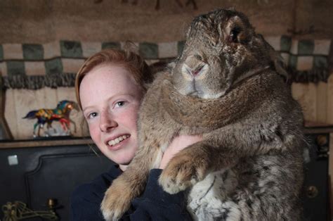 Ralph Is Worlds Largest Rabbit Life And Style Plus