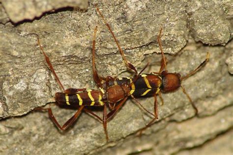 Size of the adults can be quite variable, ranging from about 5mm to as. Red-headed Ash Borer - Neoclytus acuminatus - BugGuide.Net