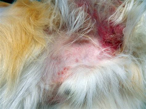 Dilemmas In Dermatology Pearls And Pitfalls Todays Veterinary Practice