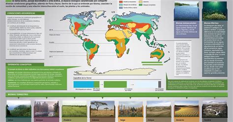 Tipos De Biomas Terrestres Caracteristicas Ejemplos Y Fotos Images