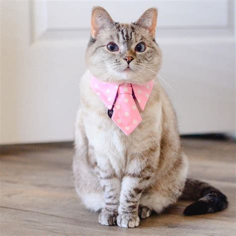 Meet Nala The Most Popular Kitty On Instagram Mobispirit