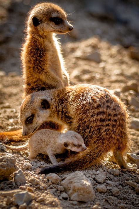 Famiglia Di Suricate Animali Animals Animali