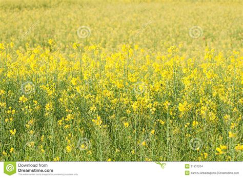 Rapeseed Field Full Of Yellow Flowers Stock Photo Image Of Landscape