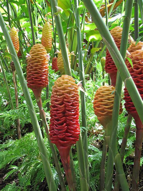 Hawaiian ginger plant alexiahalliwell com. Lg. Spectabile Beehive Ginger Plant (zingiber sp) - Urban ...