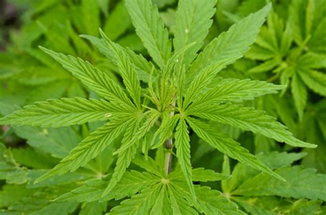 Sin embargo, los científicos han estudiado los efectos de los cannabinoides, las sustancias químicas de la marihuana. 1DOC3 | La marihuana y sus usos medicinales