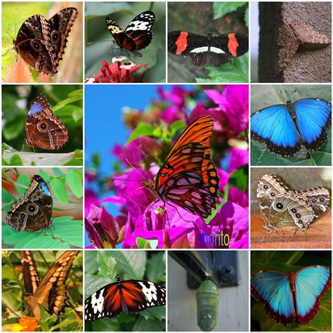 Butterflies From El Salvador Mariposas Salvadoreñas Flickr